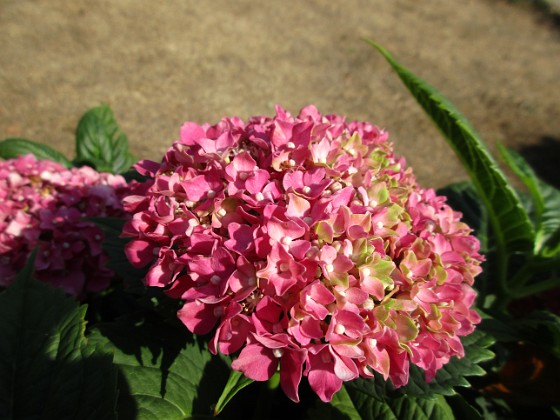 Hortensia 
                               