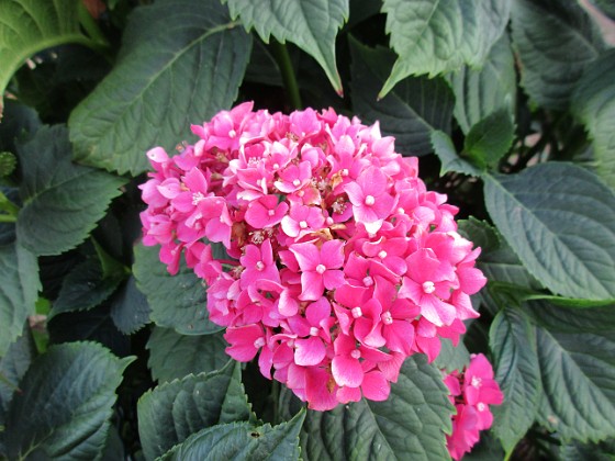 Hortensia