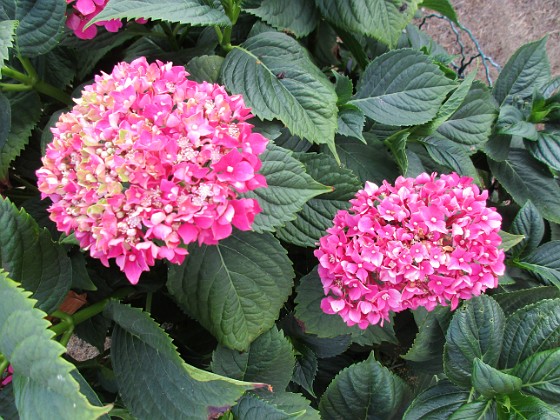 Hortensia  
                                 
2018-08-11 Hortensia_0018  
Granudden  
Färjestaden  
Öland