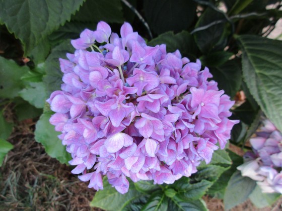 Hortensia  
                                 
2018-08-11 Hortensia_0021  
Granudden  
Färjestaden  
Öland