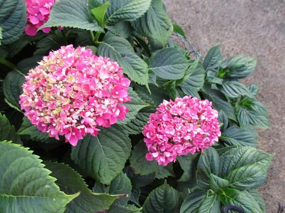 Hortensia  
                                 
2018-08-11 Hortensia_0053  
Granudden  
Färjestaden  
Öland