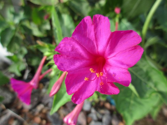 Underblomma  
                                 
2018-08-11 Underblomma_0004  
Granudden  
Färjestaden  
Öland