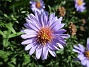                                 (2018-08-11 Aster_0006)