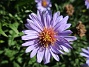 Aster