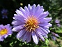 Aster  
                                 
2018-08-11 Aster_0009