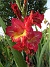                                 (2018-08-11 Gladioler_0027)