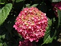 Hortensia  
                                 
2018-08-11 Hortensia_0001