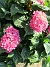 Hortensia  
                                 
2018-08-11 Hortensia_0002