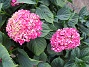                                 (2018-08-11 Hortensia_0018)