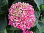 Hortensia  
                                 
2018-08-11 Hortensia_0019