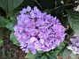 Hortensia  
                                 
2018-08-11 Hortensia_0021