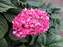 Hortensia  
                                 
2018-08-11 Hortensia_0052