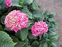 Hortensia