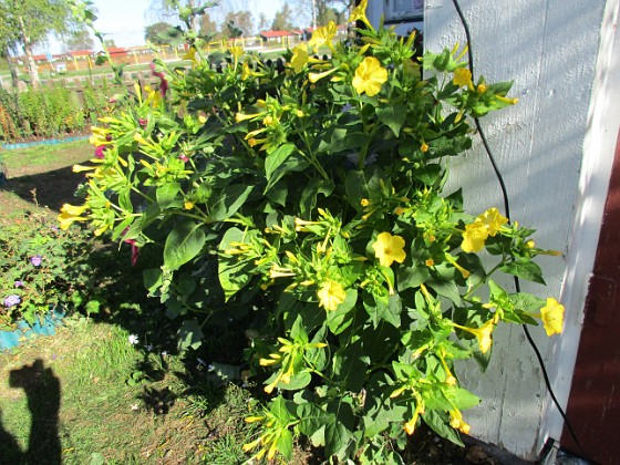 Underblomma  
                                 
2018-09-16 Underblomma_0005  
Granudden  
Färjestaden  
Öland