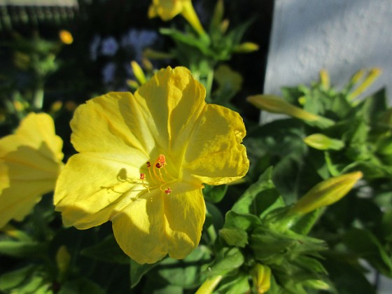 Underblomma  
                                 
2018-09-16 Underblomma_0008  
Granudden  
Färjestaden  
Öland