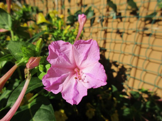 Underblomma  
                                 
2018-09-16 Underblomma_0018  
Granudden  
Färjestaden  
Öland