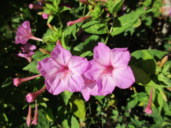 Underblomma  
                                 
2018-09-16 Underblomma_0020  
Granudden  
Färjestaden  
Öland