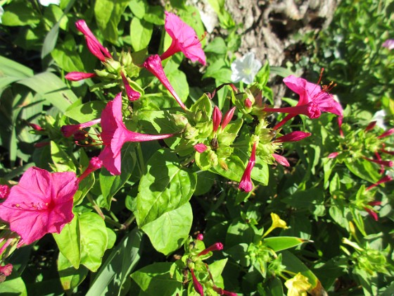 Underblomma  
                                 
2018-09-16 Underblomma_0024  
Granudden  
Färjestaden  
Öland