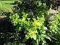 Underblomma  
                                 
2018-09-16 Underblomma_0025