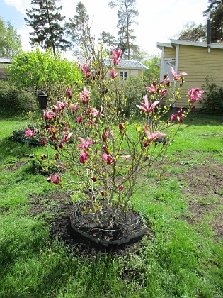 Magnolia  
                                 
2019-05-12 Magnolia_0001  
Granudden  
Färjestaden  
Öland