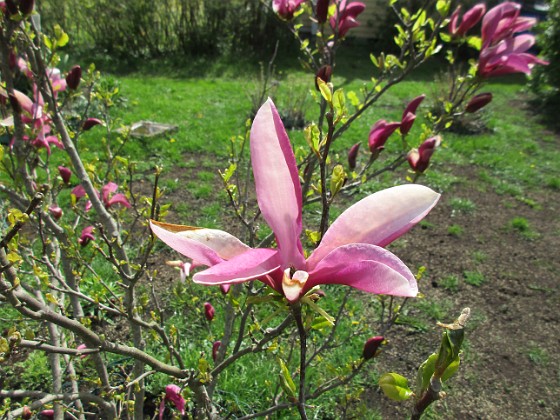 Magnolia  
                                 
2019-05-12 Magnolia_0002  
Granudden  
Färjestaden  
Öland