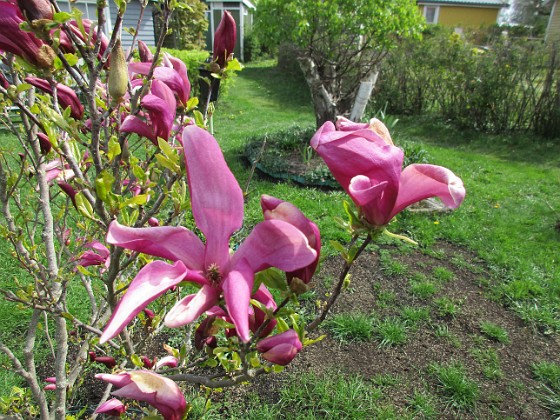 Magnolia 
                               