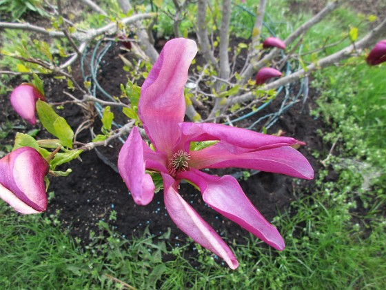 Magnolia  
                                 
2019-05-12 Magnolia_0008  
Granudden  
Färjestaden  
Öland