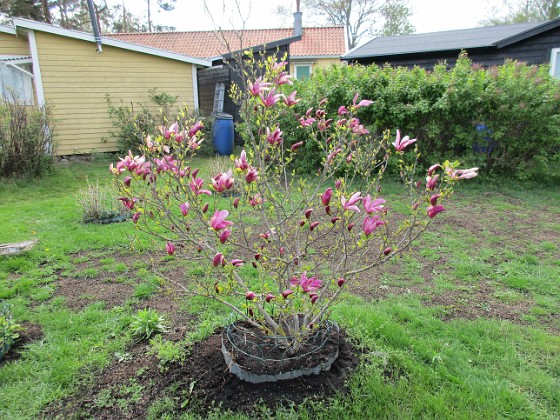 Magnolia  
                                 
2019-05-12 Magnolia_0010  
Granudden  
Färjestaden  
Öland