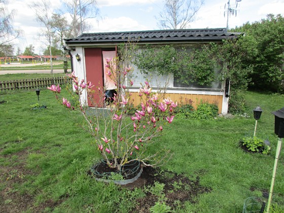 Magnolia  
                                 
2019-05-12 Magnolia_0011  
Granudden  
Färjestaden  
Öland