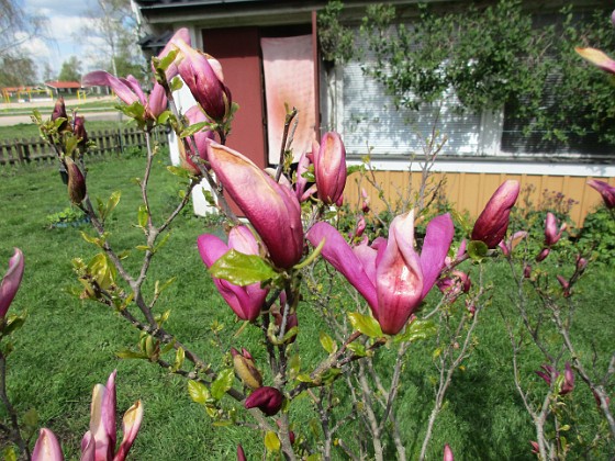 Magnolia 
                               