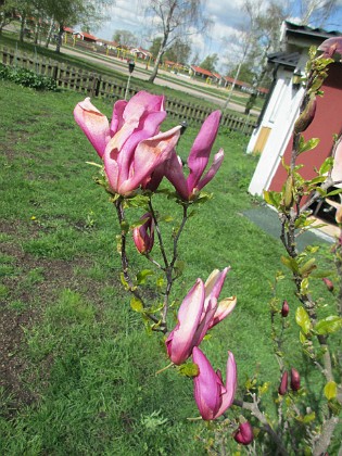 Magnolia  
                                 
2019-05-12 Magnolia_0013  
Granudden  
Färjestaden  
Öland