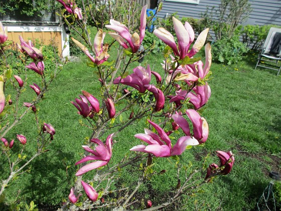 Magnolia