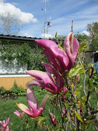 Magnolia  
                                 
2019-05-12 Magnolia_0015  
Granudden  
Färjestaden  
Öland