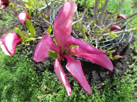 Magnolia  
                                 
2019-05-12 Magnolia_0016  
Granudden  
Färjestaden  
Öland