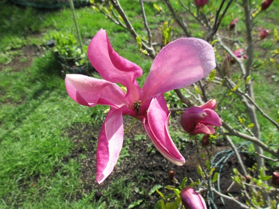 Magnolia  
                                 
2019-05-12 Magnolia_0017  
Granudden  
Färjestaden  
Öland