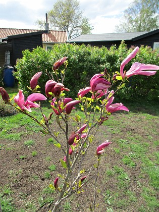 Magnolia  
                                 
2019-05-12 Magnolia_0018  
Granudden  
Färjestaden  
Öland