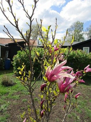 Magnolia  
                                 
2019-05-12 Magnolia_0019  
Granudden  
Färjestaden  
Öland