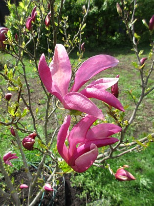 Magnolia