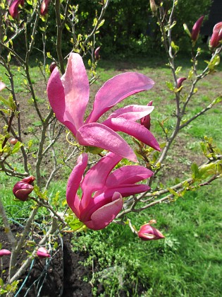 Magnolia 
                               