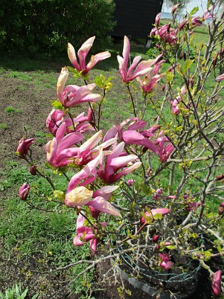 Magnolia  
                                 
2019-05-12 Magnolia_0022  
Granudden  
Färjestaden  
Öland