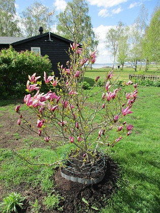 Magnolia  
                                 
2019-05-12 Magnolia_0023  
Granudden  
Färjestaden  
Öland