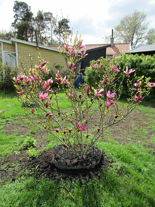 Magnolia  
                                 
2019-05-12 Magnolia_0024  
Granudden  
Färjestaden  
Öland