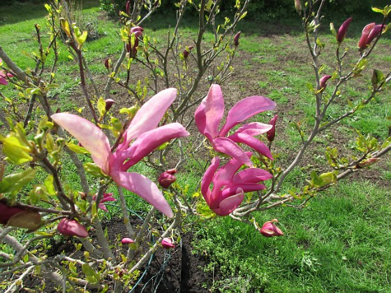 Magnolia  
                                 
2019-05-12 Magnolia_0027  
Granudden  
Färjestaden  
Öland