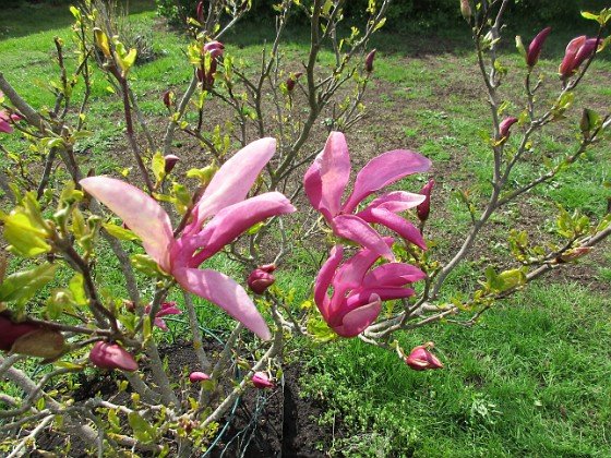 Magnolia 
                               