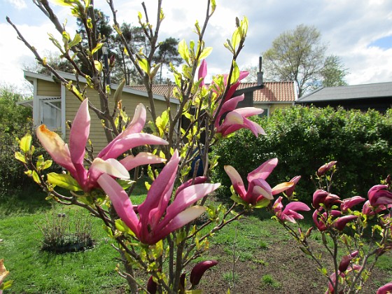 Magnolia  
                                 
2019-05-12 Magnolia_0028  
Granudden  
Färjestaden  
Öland