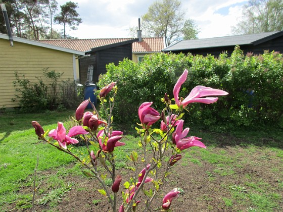 Magnolia  
                                 
2019-05-12 Magnolia_0029  
Granudden  
Färjestaden  
Öland