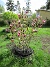 Magnolia  
                                 
2019-05-12 Magnolia_0001