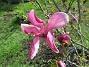 Magnolia  
                                 
2019-05-12 Magnolia_0017