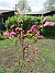 Magnolia  
                                 
2019-05-12 Magnolia_0018