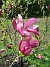 Magnolia  
                                 
2019-05-12 Magnolia_0020